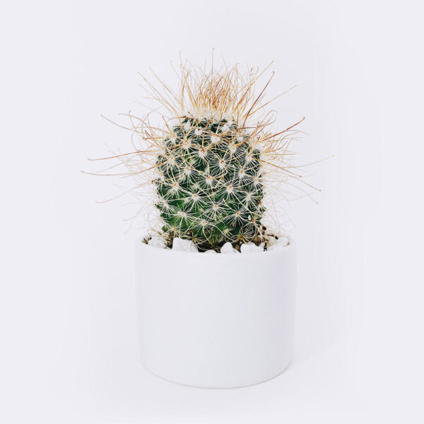Cactus Bola