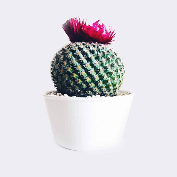 Cactus Señora