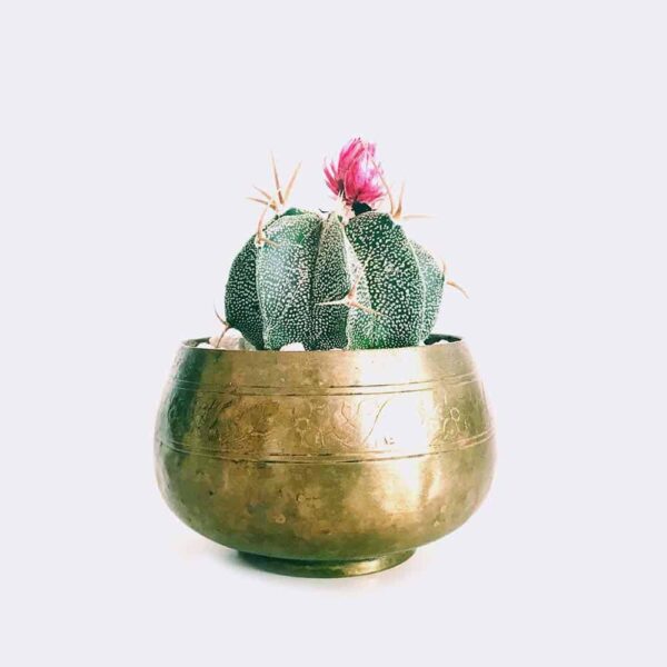 Cactus estrella